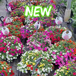 Bild von HP30 XXL mono mix/op kleur divers